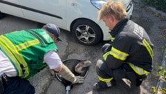 Am Ende konnte das Tier befreit werden.