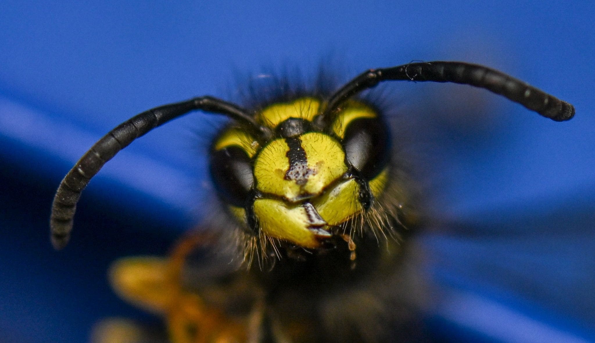 Gut zu erkennen sind die Facettenaugen am Kopf einer Wespe (Vespinae). Wespen sind im Gegensatz ...