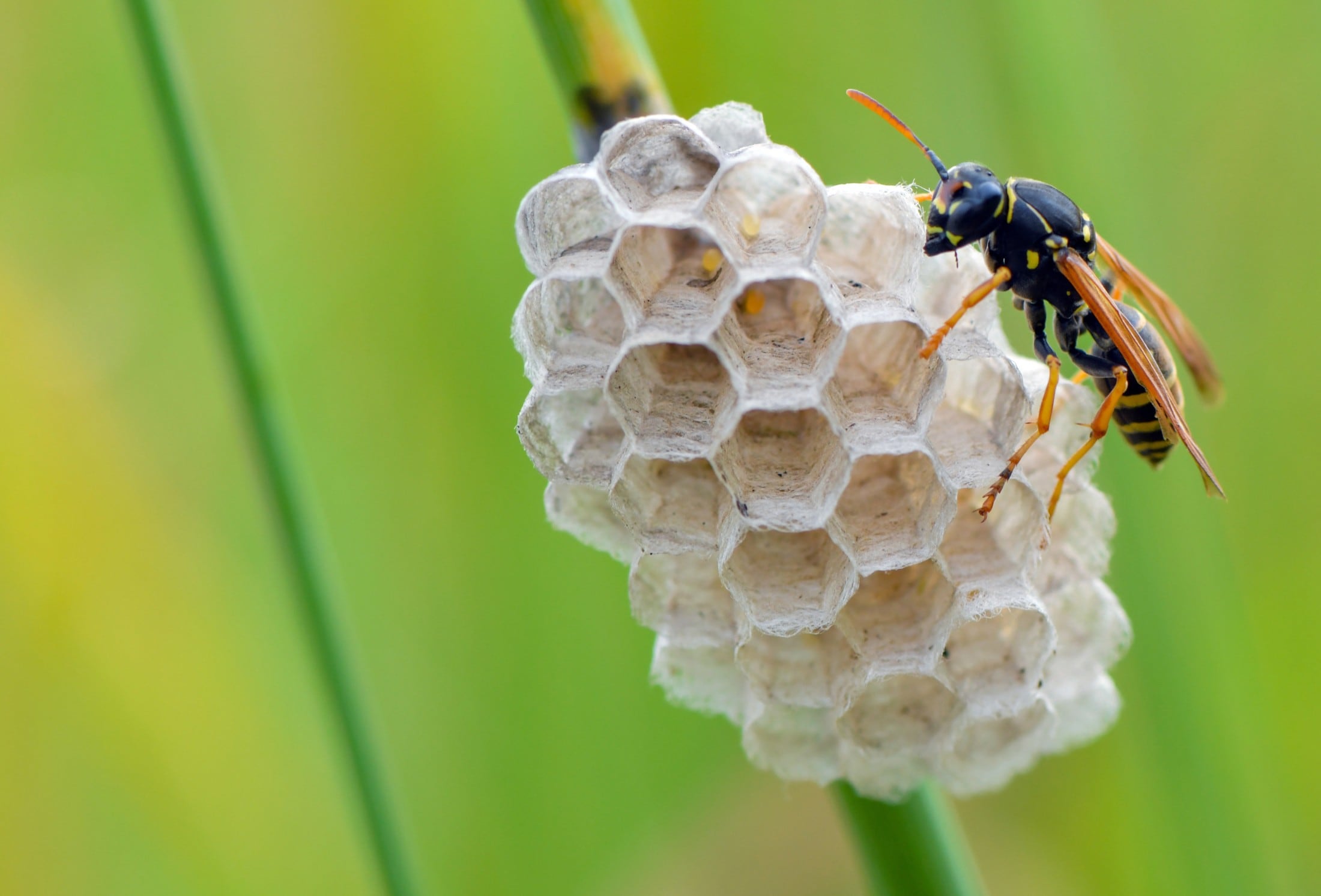 Eine Heide-Feldwespe (Polistes nimpha) hat Brutwaben an einem Grashalm auf einer Wiese gebaut.