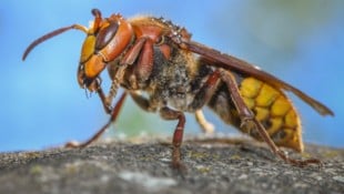 Im Innviertel war der Stich einer Hornisse tödlich.