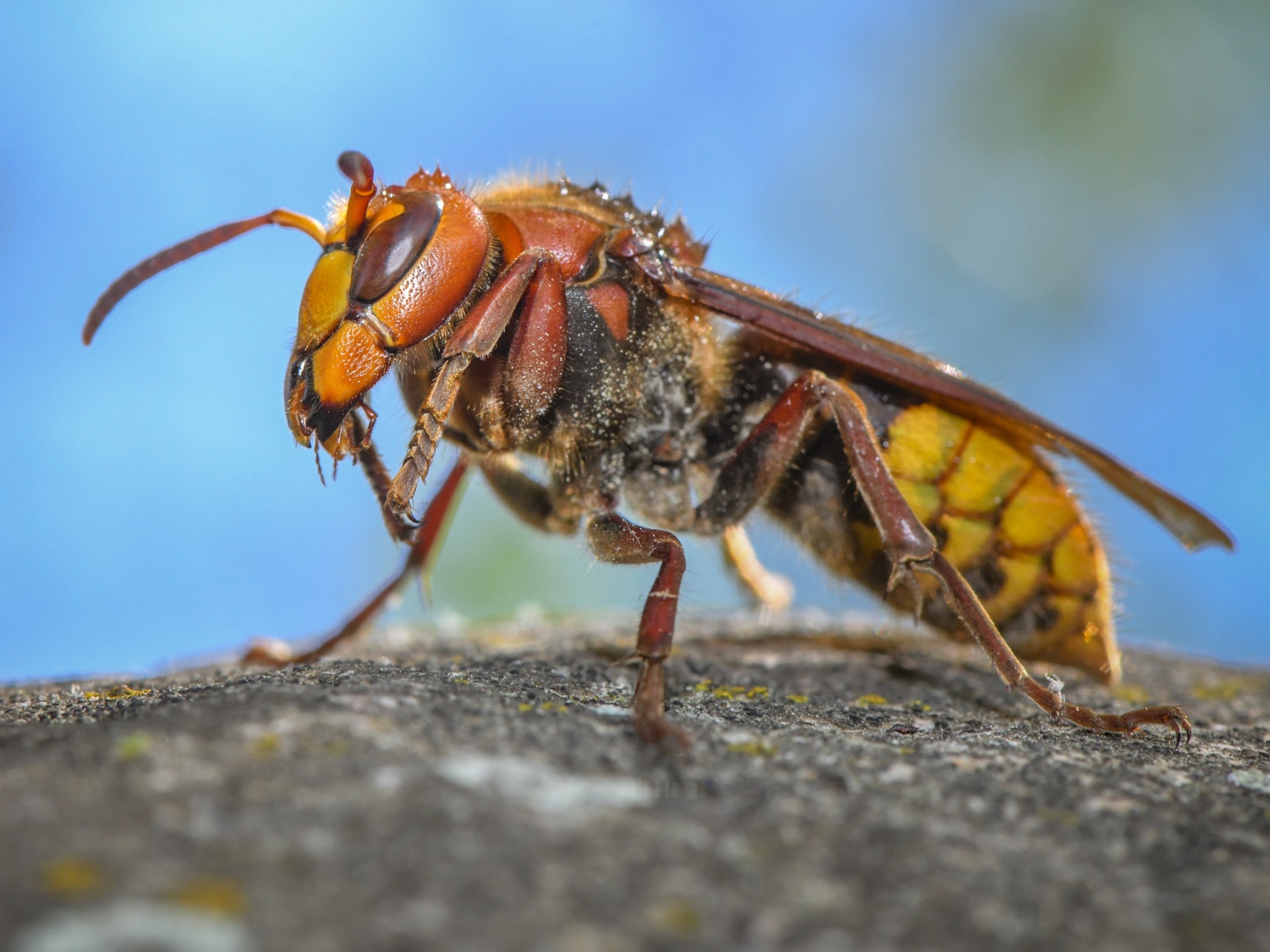Eine Hornisse (Vespa crabro) ist auf einem Stein in einem Garten zu sehen.