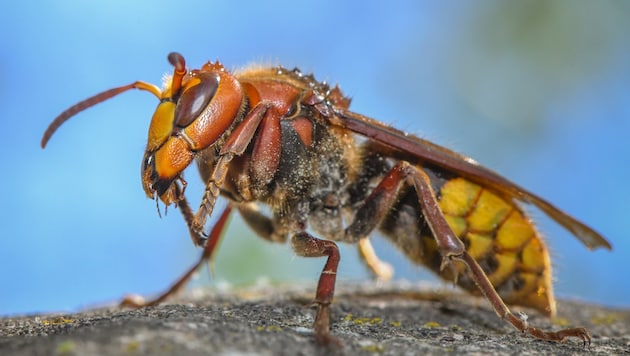 In the Innviertel region, a hornet sting proved fatal.
