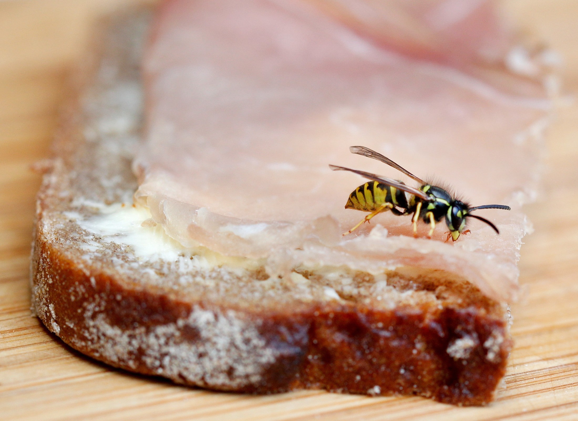 Eine Wespe frisst an einem Schinkenbrot. Weil es gegen Spätsommer weniger Blüten mit ihrem ...