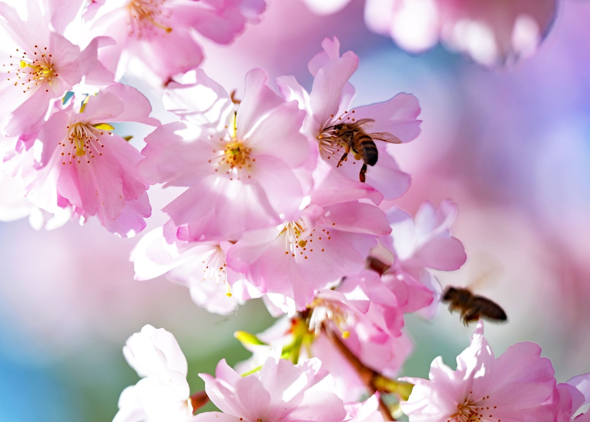 Eine Biene steckt den Kopf in eine Kirschblüte.
