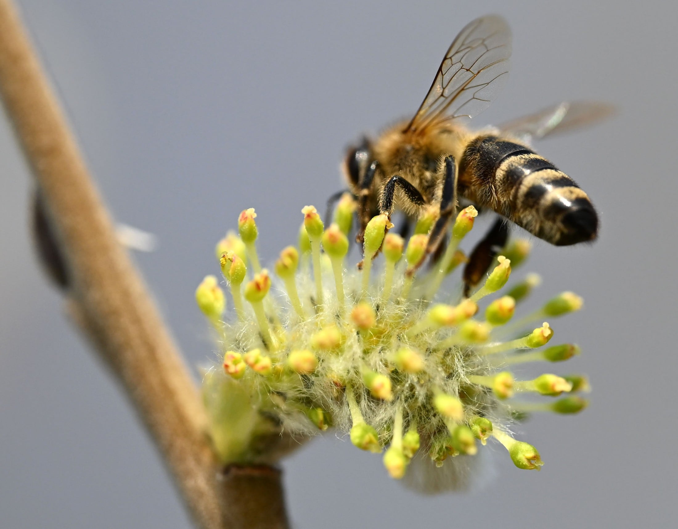 Eine Biene beim Nektarsammeln. Bienen sind behaart, etwas pummeliger als Wespen und können nur ...