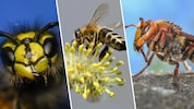 Als wild lebende Tiere stehen Wespen und Co. unter Natur- und Artenschutz und dürfen weder ...