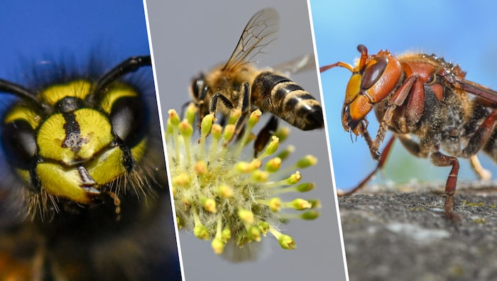 Als wild lebende Tiere stehen Wespen und Co. unter Natur- und Artenschutz und dürfen weder ...