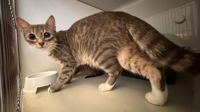 Der Besitzer dieser Tigerkatze wird gesucht.