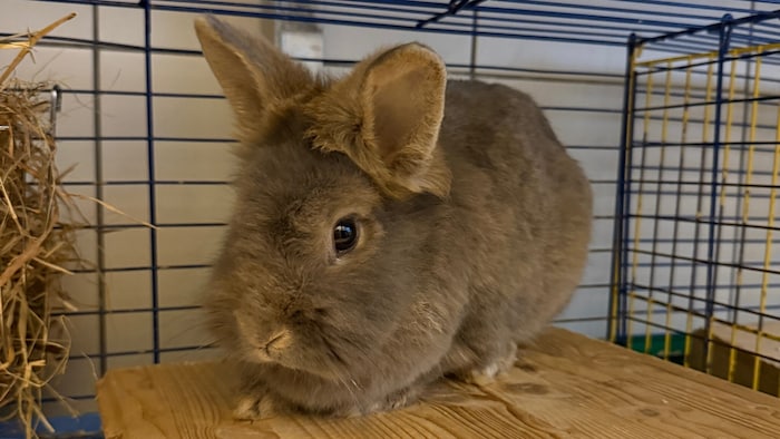 Dieses Kaninchen hoppelte alleine in Eggersdorf umher!