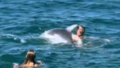 Delfin „Oliver“ drückt einen Schwimmer unter Wasser.