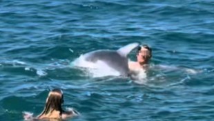 Delfin „Oliver“ drückt einen Schwimmer unter Wasser.