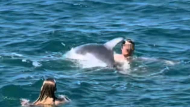 Delfin „Oliver“ drückt einen Schwimmer unter Wasser.