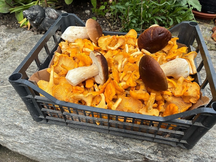 Die Steinpilze ist jedes Jahr der König der Pilze. Für einen Kilo muss man am Markt derzeit 35 ...