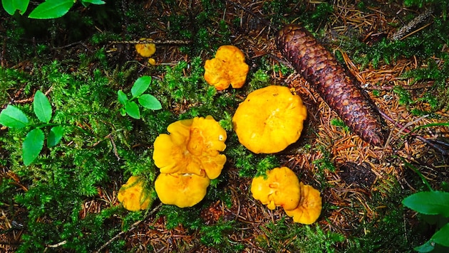 Aus Eierschwammerln kann man viele Gerichte kochen.