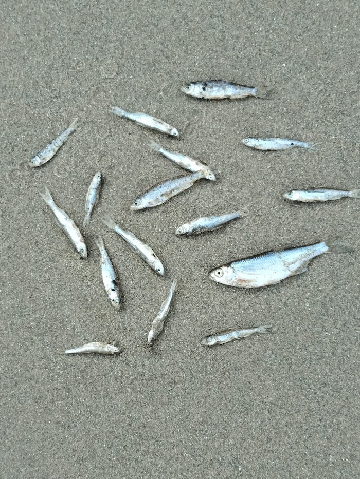 Tote Fische in Grimsing