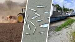 Ausgedörrte Böden, Fischsterben, Niedrigwasser – ein Ende der Trockenheit ist nicht in Sicht. 