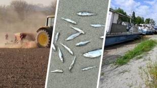 Ausgedörrte Böden, Fischsterben, Niedrigwasser – ein Ende der Trockenheit ist nicht in Sicht. 