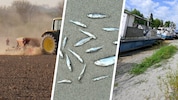 Ausgedörrte Böden, Fischsterben, Niedrigwasser – ein Ende der Trockenheit ist nicht in Sicht. 