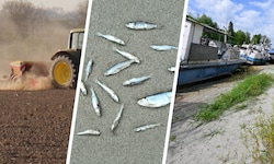 Ausgedörrte Böden, Fischsterben, Niedrigwasser – ein Ende der Trockenheit ist nicht in Sicht.