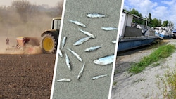 Ausgedörrte Böden, Fischsterben, Niedrigwasser – ein Ende der Trockenheit ist nicht in Sicht.