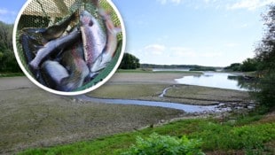Niedrigwasser – hier ein Seitenarm der Donau bei Greifenstein – und Hitze bringen Fische in ...