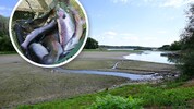 Niedrigwasser – hier ein Seitenarm der Donau bei Greifenstein – und Hitze bringen Fische in ...