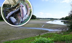 Niedrigwasser – hier ein Seitenarm der Donau bei Greifenstein – und Hitze bringen Fische in ...