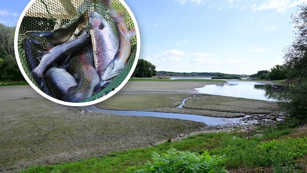 Niedrigwasser – hier ein Seitenarm der Donau bei Greifenstein – und Hitze bringen Fische in ...