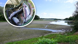 Niedrigwasser – hier ein Seitenarm der Donau bei Greifenstein – und Hitze bringen Fische in ...