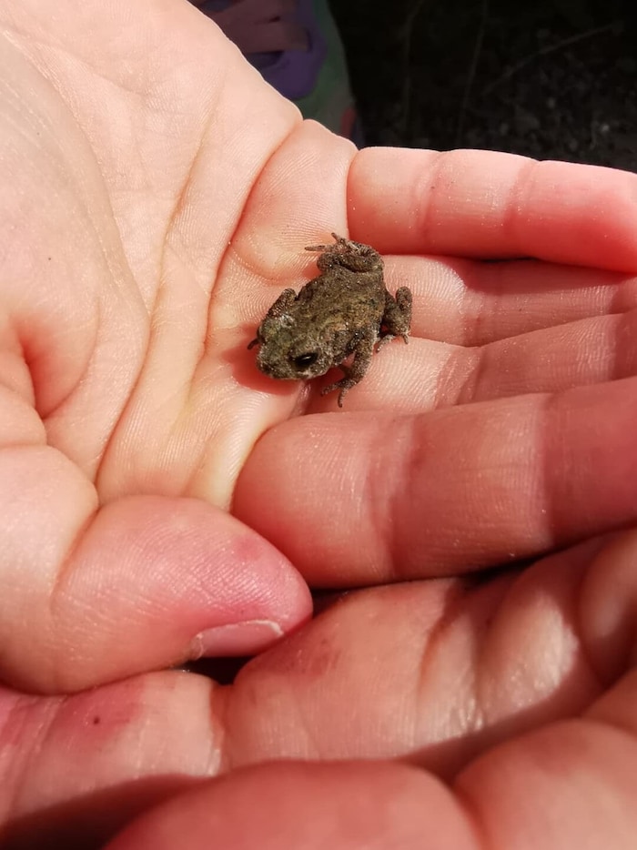 Wer mit offenen Augen und Ohren durch den Wald geht, kann allerlei Schätze entdecken.
