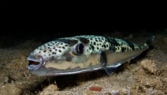 Der hochgiftige Hasenkopf-Kugelfisch ist eine invasive Art im Mittelmeer – er ist normalerweise ...