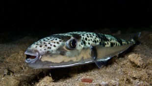Der hochgiftige Hasenkopf-Kugelfisch ist eine invasive Art im Mittelmeer – er ist normalerweise ...