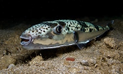 Der hochgiftige Hasenkopf-Kugelfisch ist eine invasive Art im Mittelmeer – er ist normalerweise ...