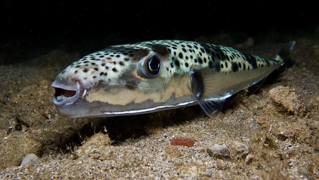 Der hochgiftige Hasenkopf-Kugelfisch ist eine invasive Art im Mittelmeer – er ist normalerweise ...