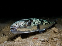 Der hochgiftige Hasenkopf-Kugelfisch ist eine invasive Art im Mittelmeer – er ist normalerweise ...