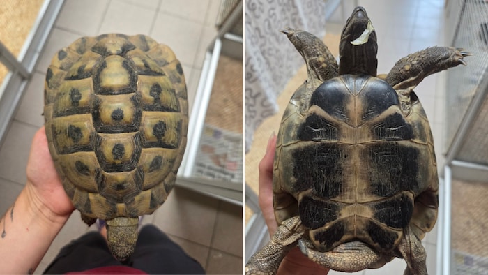 Landschildkröte gefunden!