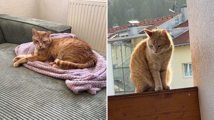 Fuchsroter Kater wird gesucht!