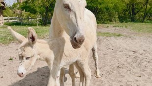 „Anna“ und ihre Mama freuen sich auf Gäste im Sandeck. 