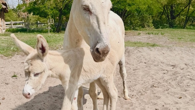 „Anna“ und ihre Mama freuen sich auf Gäste im Sandeck.