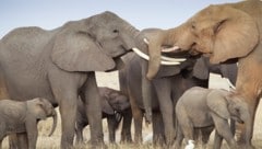 Elefatren im Amboseli-Nationalpark (Symbolbild)
