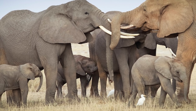 Elefatren im Amboseli-Nationalpark (Symbolbild)