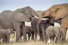 Elefatren im Amboseli-Nationalpark (Symbolbild)