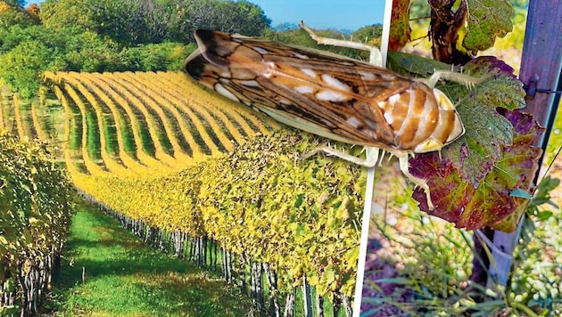 The beauty of our local vineyards is deceptive. The battle against the grapevine cicada is ...