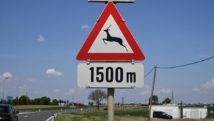 Querendes Wild birgt große Gefahren im Straßenverkehr