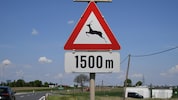 Querendes Wild birgt große Gefahren im Straßenverkehr