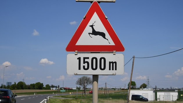 Querendes Wild birgt große Gefahren im Straßenverkehr