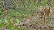 Ruhe und Sicherheit finden Rehe im Gelände des Wasserwerks in Felixdorf, Bezirk Wiener Neustadt.