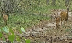 Ruhe und Sicherheit finden Rehe im Gelände des Wasserwerks in Felixdorf, Bezirk Wiener Neustadt.