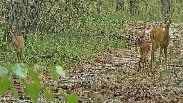 Ruhe und Sicherheit finden Rehe im Gelände des Wasserwerks in Felixdorf, Bezirk Wiener Neustadt.
