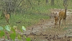 Ruhe und Sicherheit finden Rehe im Gelände des Wasserwerks in Felixdorf, Bezirk Wiener Neustadt.